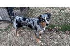 Adopt Huck a Merle Australian Shepherd / Mixed dog in Nashville, TN (40435848)
