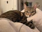 Adopt Belinda a Brown Tabby Abyssinian / Mixed Breed (Medium) / Mixed (short