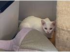 Adopt Neva a Domestic Shorthair / Mixed (short coat) cat in Portland
