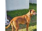 Adopt Oswald a Brown/Chocolate Great Dane / Belgian Malinois / Mixed dog in