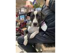 Adopt Bella a White - with Gray or Silver Labrador Retriever / Pointer / Mixed