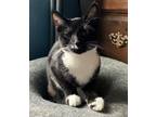Adopt Jolene a Black & White or Tuxedo American Shorthair (short coat) cat in