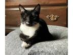 Adopt Francis a Black & White or Tuxedo American Shorthair (short coat) cat in