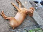 Adopt Nikki a Red/Golden/Orange/Chestnut Dachshund / Mixed dog in Lodi