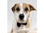 Adopt Benji a Brown/Chocolate Labrador Retriever / Hound (Unknown Type) / Mixed