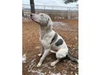 Adopt Woody a White Mixed Breed (Small) / Mixed Breed (Medium) / Mixed (medium