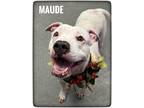 Adopt Maude a White Mixed Breed (Large) / Mixed dog in Flint, MI (40451994)