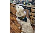 Adopt Yeti a White Great Pyrenees / Mixed dog in Colorado Springs, CO (40427208)