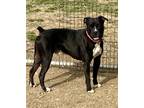 Adopt Taz a Black - with White Boxer / Mixed dog in AUGUSTA, WV (40352322)