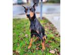 Adopt Gabbana a Black - with Tan, Yellow or Fawn Doberman Pinscher / Mixed dog