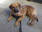 Adopt Lyla a Red/Golden/Orange/Chestnut - with Black Black Mouth Cur / Hound