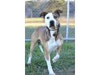 Adopt Hoss - Adoptable a Terrier (Unknown Type, Small) / Mixed Breed (Medium) /
