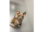 Adopt RF Anabelle a American Pit Bull Terrier / Mixed dog in Wharton