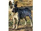 Adopt Leeta I AM DEAF a Merle Australian Cattle Dog / Mixed dog in Toledo