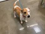 Adopt Lukas a White - with Tan, Yellow or Fawn Jack Russell Terrier / Mixed dog