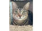 Adopt Willow a Brown Tabby Domestic Shorthair / Mixed (short coat) cat in