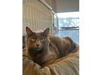 Adopt Emma a Domestic Shorthair / Mixed (short coat) cat in McPherson