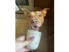 Adopt Bosco 2898 a Tan/Yellow/Fawn American Pit Bull Terrier / Mixed dog in