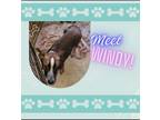 Adopt Windy a Brown/Chocolate - with White Shepherd (Unknown Type) / Blue Heeler
