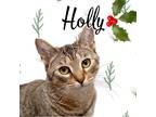 Adopt Holly a Brown Tabby Domestic Shorthair (short coat) cat in Temple