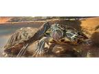Adopt Red Eared Sliders a Turtle - Other reptile, amphibian