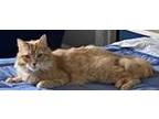 Adopt Pumpkin a Orange or Red Domestic Mediumhair / Mixed Breed (Medium) / Mixed