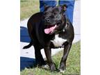 Adopt Phoenix a Black American Staffordshire Terrier / Mixed dog in Ocala