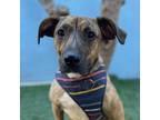 Adopt Splooch a Brindle Labrador Retriever / Mixed Breed (Medium) / Mixed dog in