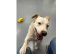 Adopt Chevy a White Australian Shepherd / American Pit Bull Terrier / Mixed