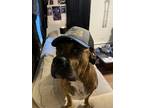 Adopt Spike a Brindle Boxer / Mixed dog in Elizabeth City, NC (40438366)