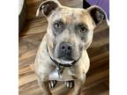 Adopt Asha2 a Brindle Pit Bull Terrier dog in Highlands Ranch, CO (40442403)