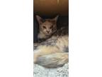 Adopt Aurora a Calico or Dilute Calico Domestic Shorthair (short coat) cat in