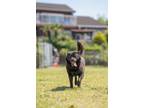 Adopt Cinderella a Black Labrador Retriever / Jindo dog in New York