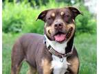 Adopt Roxy Anne - CL a Rottweiler / American Pit Bull Terrier / Mixed dog in