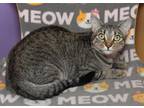 Adopt Tawny a Brown Tabby Domestic Shorthair / Mixed Breed (Medium) / Mixed