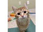 Adopt Whiskey a Orange or Red Domestic Shorthair / Mixed Breed (Medium) / Mixed