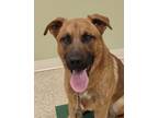 Adopt Zeus a Brown/Chocolate German Shepherd Dog / Mixed Breed (Medium) / Mixed