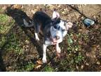 Adopt FREYA a Gray/Silver/Salt & Pepper - with White Husky / Mixed dog in Reed