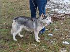 Adopt Elana a Gray/Blue/Silver/Salt & Pepper Siberian Husky / Mixed dog in