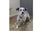Adopt Tripp a Gray/Blue/Silver/Salt & Pepper Australian Cattle Dog / Mixed dog