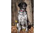 Adopt Terin a Pointer / Mixed Breed (Medium) / Mixed dog in Walden