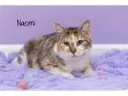 Adopt Naomi a Gray or Blue Domestic Shorthair / Mixed Breed (Medium) / Mixed