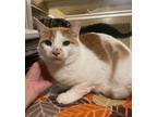 Adopt Rupert a Orange or Red Domestic Shorthair / Mixed Breed (Medium) / Mixed