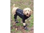Adopt Lola a White - with Red, Golden, Orange or Chestnut Poodle (Standard) /