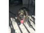 Adopt Happy a Gray/Silver/Salt & Pepper - with Black Schnauzer (Standard) /