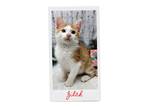 Adopt Zilch (on hold) a Orange or Red Tabby Domestic Shorthair (short coat) cat