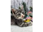 Adopt Steppin' Stone (on hold) a Gray, Blue or Silver Tabby Domestic Shorthair