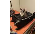 Adopt Courtesy Listing a Gray, Blue or Silver Tabby Domestic Shorthair (short