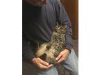 Adopt Geri a Gray, Blue or Silver Tabby Domestic Shorthair (short coat) cat in