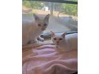 Adopt Dude / Squeaks a Domestic Shorthair / Mixed (short coat) cat in Sebastian